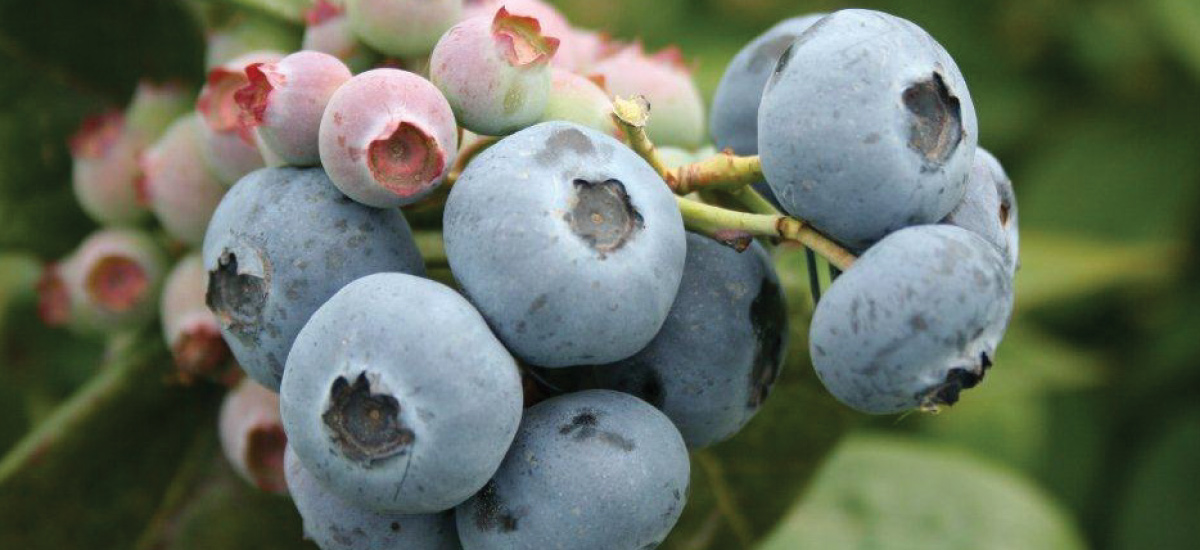 Blue Mountain Berries