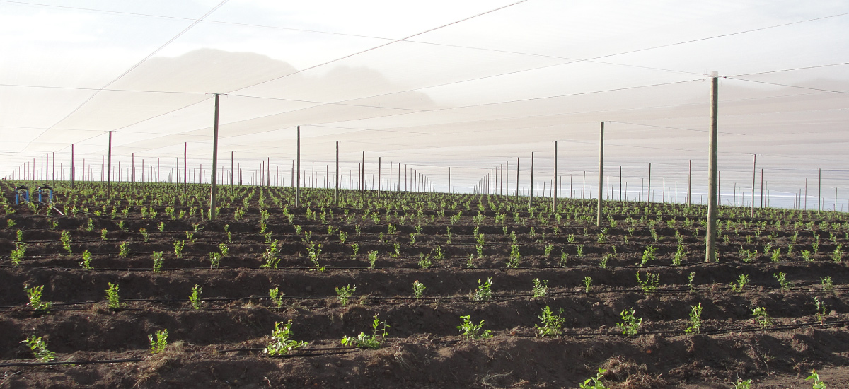 Blue Mountain Berries